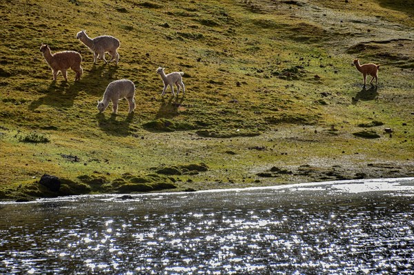 Alpacas