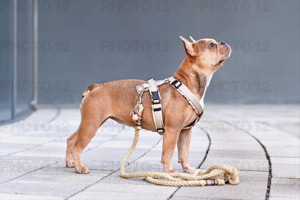 Side view of French Bulldog with dog harness with rope leash in front of gray wall