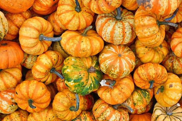 Many small yellow and orange striped Carnival squashes in pile