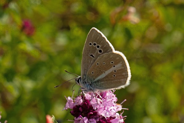 Striped Blue