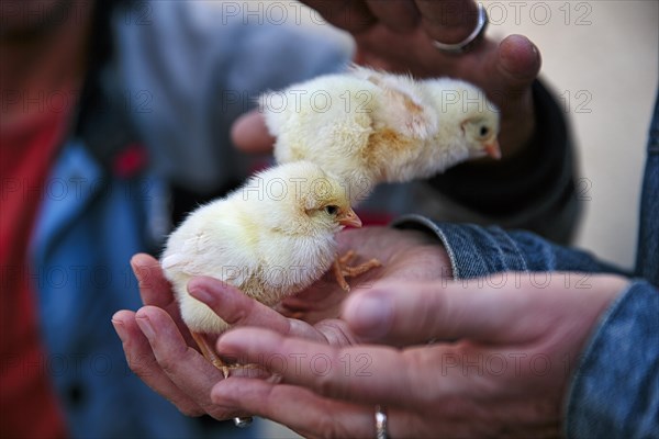Two chicken chicks in a palm