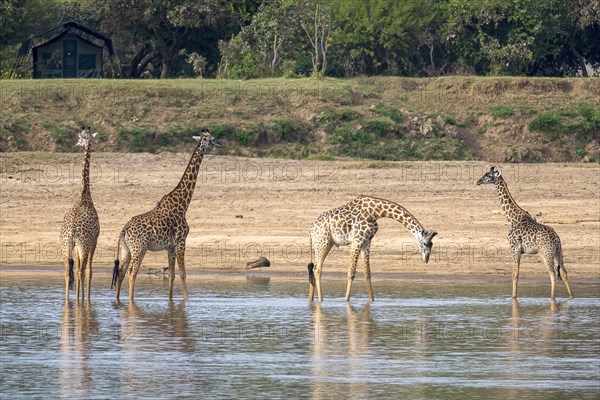 Rhodesian giraffe