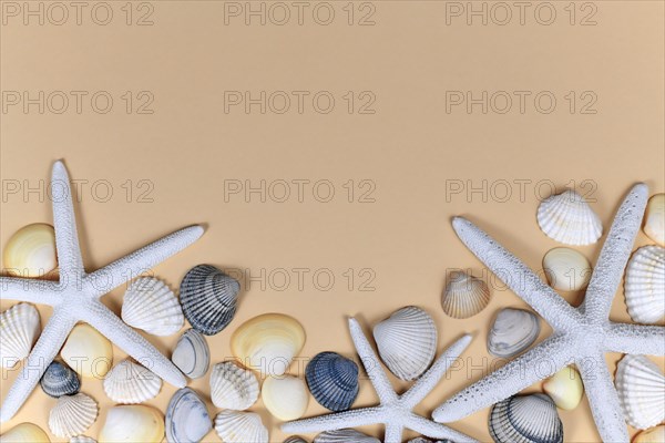 Sea background with starfish and seashells in white and cream yellow color on light beige background with blank copy space