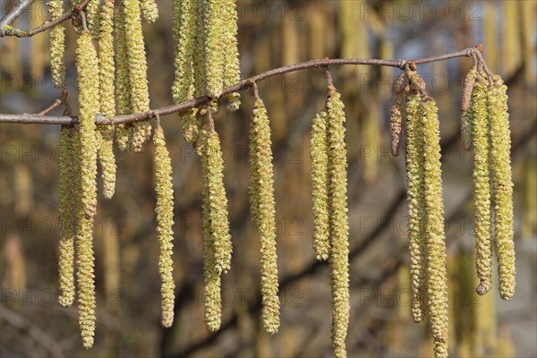 Turkish hazel