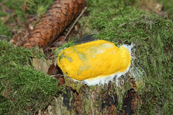 Dog vomit slime mold