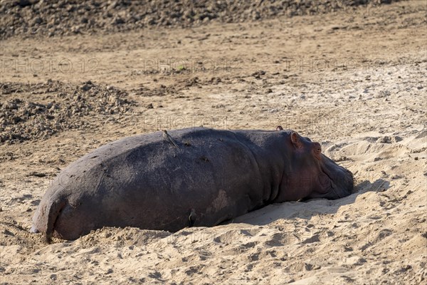 Hippopotamus