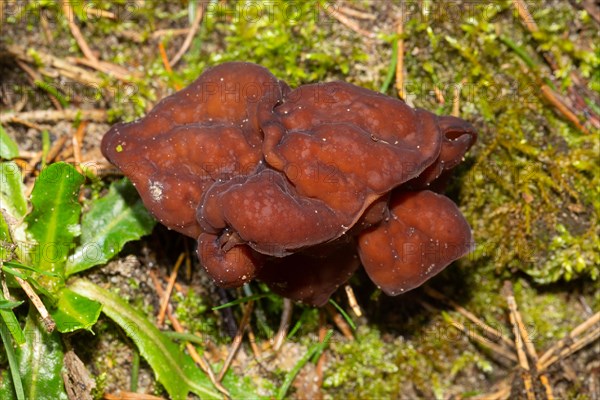 Spring Lorikeet brown fruiting body in green moss