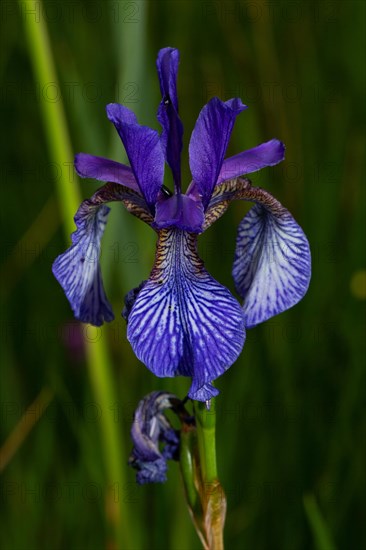 Siberian iris Inflorescence with a few open blue flowers