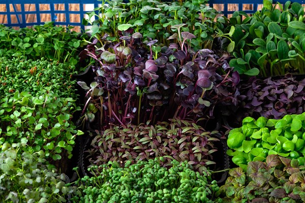 Fresh microgreens in plastic basket