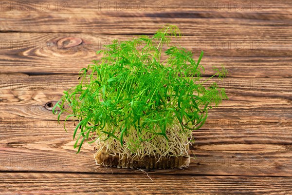 Fresh microgreens. Sprouts of fennel on wooden background