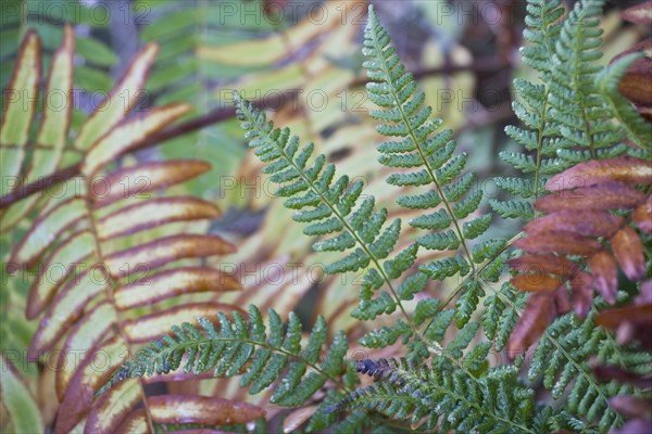 Royal fern