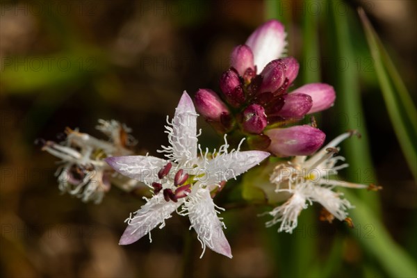 Fever clover Inflorescence with closed and opened white-red flowers