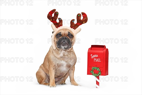 French Bulldog dog with Christmas reindeer antlers next to Santa mail box on white background