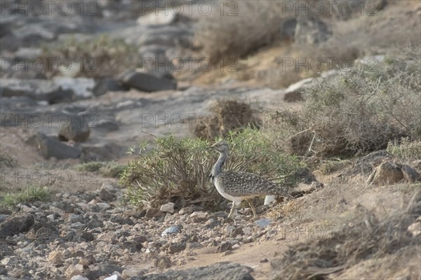 Rare cantilever bustard