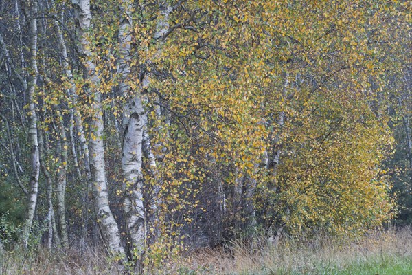 Warty birch