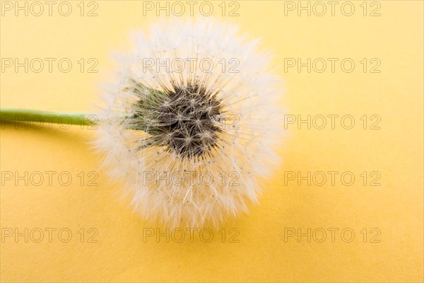 White Dandelion flower on white background