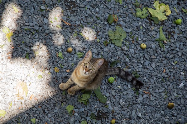 Stray cat seen in the street of the city