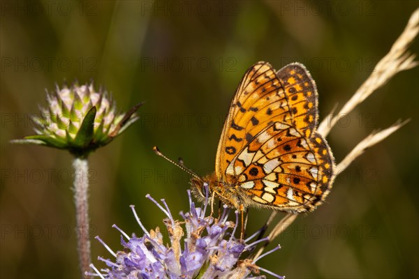 Brown-spotted pearl butterfly Butterfly with closed wings sitting on purple flowers left sighted