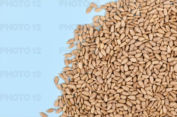 Sunflower seeds on blue background with copy space