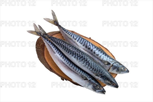 Frozen mackerel isolated on white background