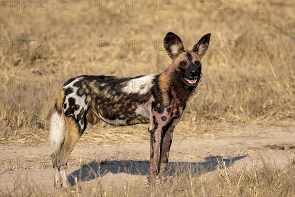 African wild dog