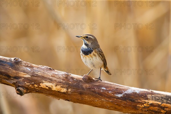 White-spotted bluethroat