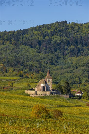 Autumn vineyards in Alsace