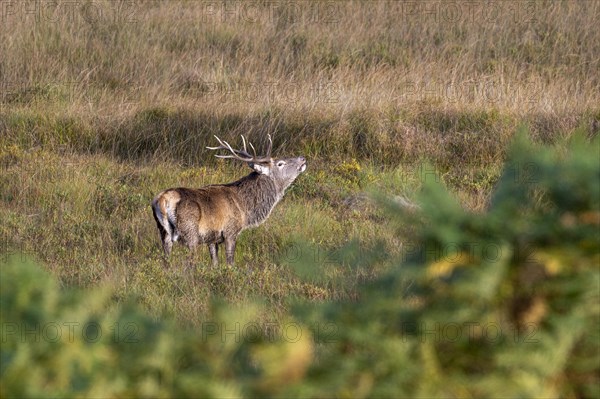 Red deer