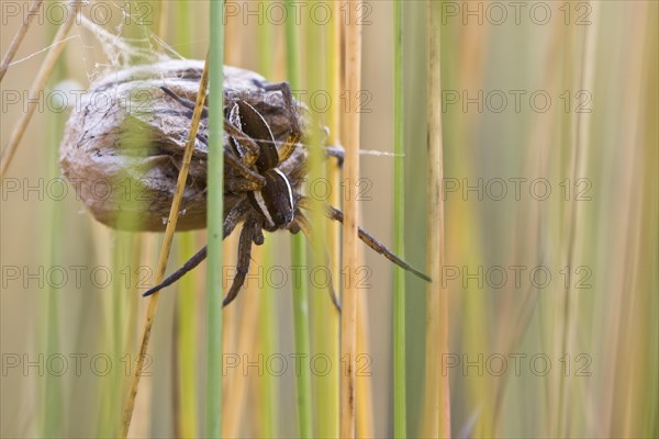 Raft spider