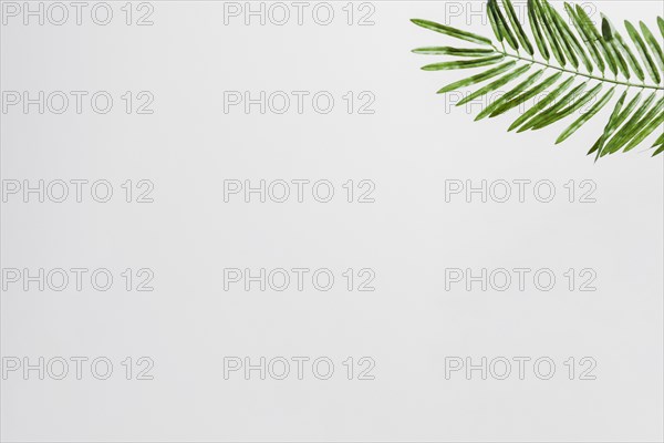 Natural green palm leaves on the corner of the white background. Resolution and high quality beautiful photo