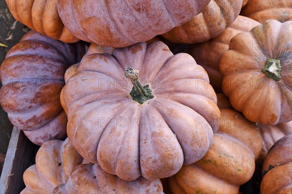 Beautiful light orange colored 'Musquee de Provence' pumpkin in pile