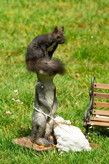 Squirrel sitting on meerkat next to feed bag in green grass looking right