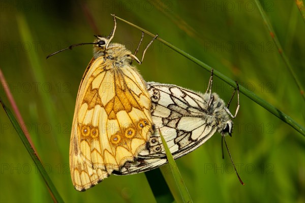 Marbled white two moths mating hanging on a stalk looking different