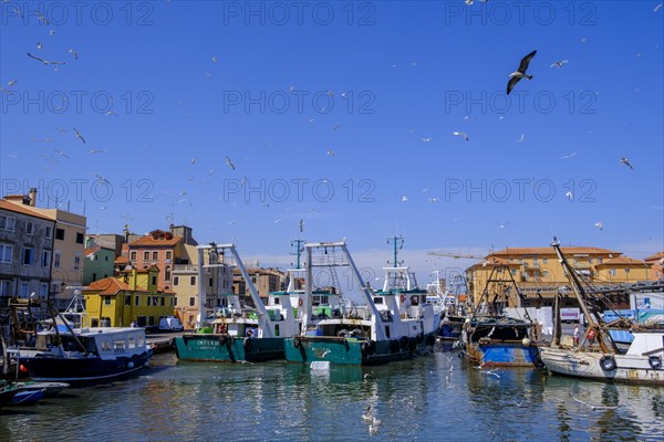 Seagulls over a fishing boat