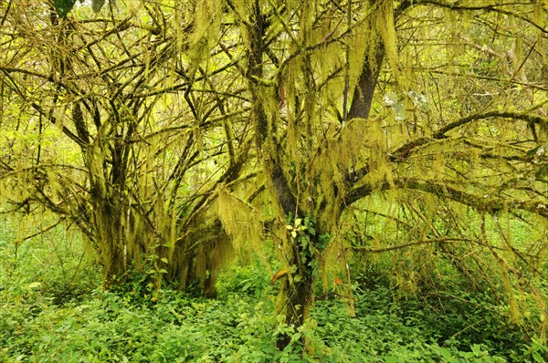 Scalesia Forest on Santa Cruz