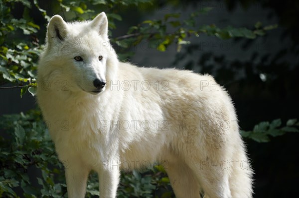 Arctic wolf