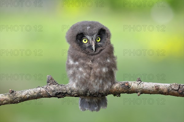 Tengmalm's Owl