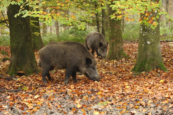 Wild boar