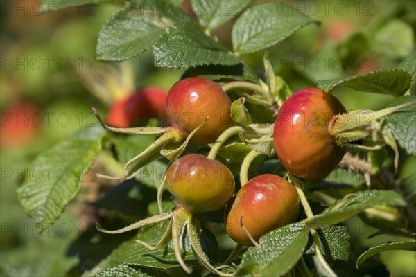 Rosehip of the rugosa rose