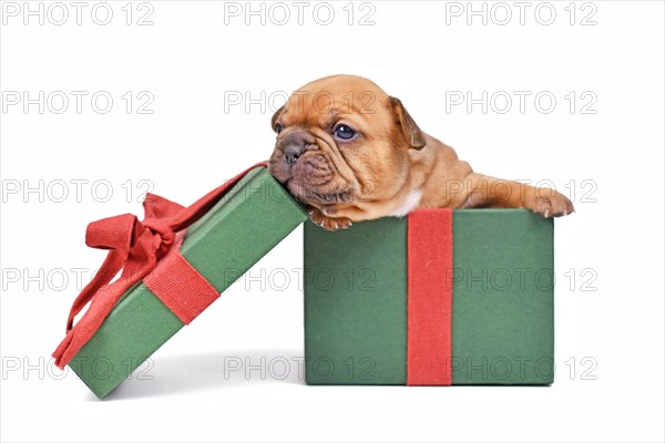 Red fawn French Bulldog puppy sitting in green Christmas gift box on white background