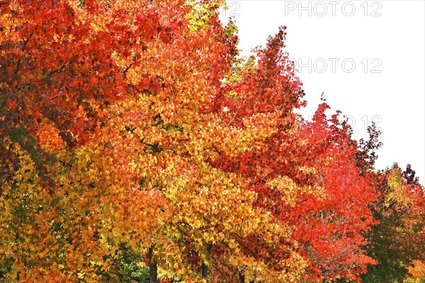 Magnificent amber trees