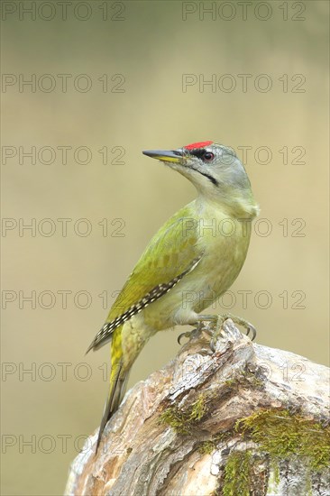 Grey-headed woodpecker