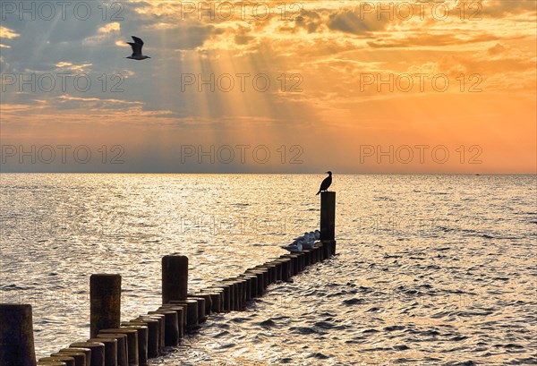 Groynes in the morning light