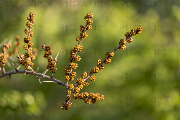 Common sea-buckthorn