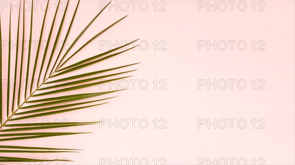 Green leaves palm tree with pink copy space background