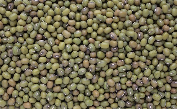 Mung bean