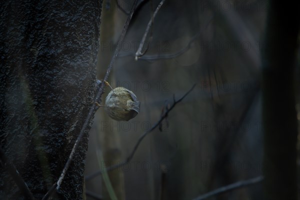 Winter Goldcrest