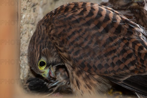 Kestrel young bird eating mouse in nest in church tower sitting looking left