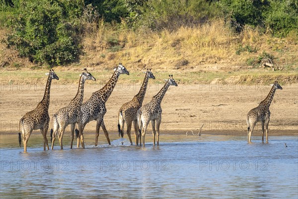 Rhodesian giraffe