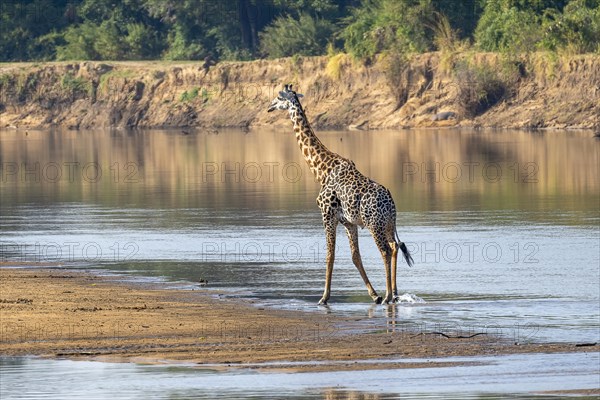 Rhodesian giraffe